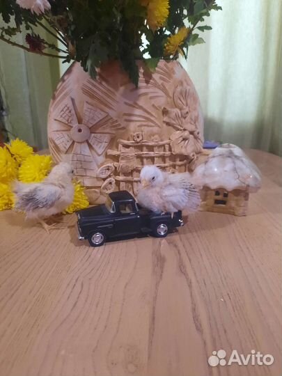 Малазийская серама