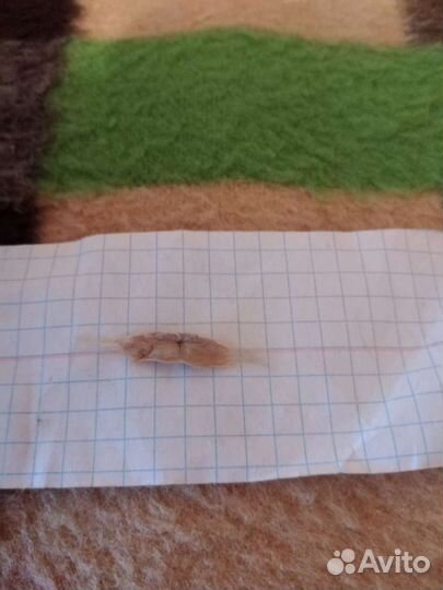 Семена Катальпы