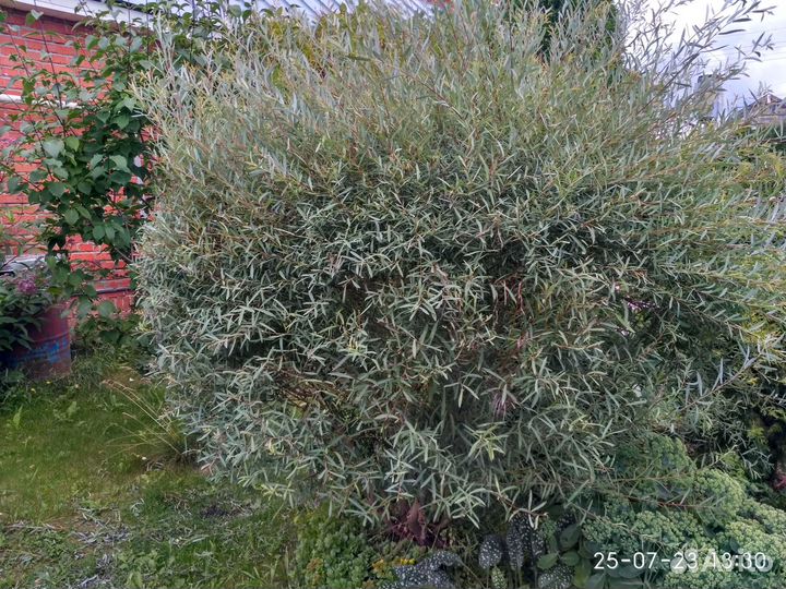 Ива шаровидная Нана