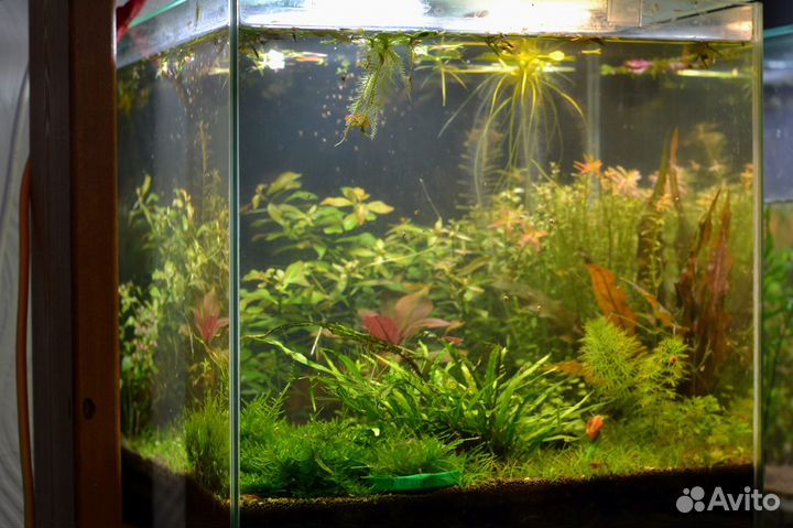 Аквариум, который не нужно чистить