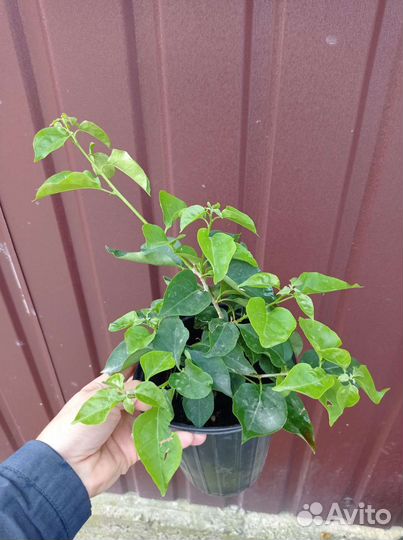 Бугенвиллия