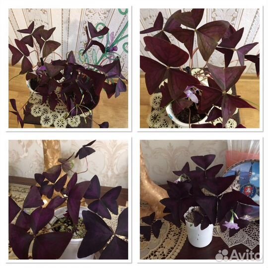 Кислица оксалис