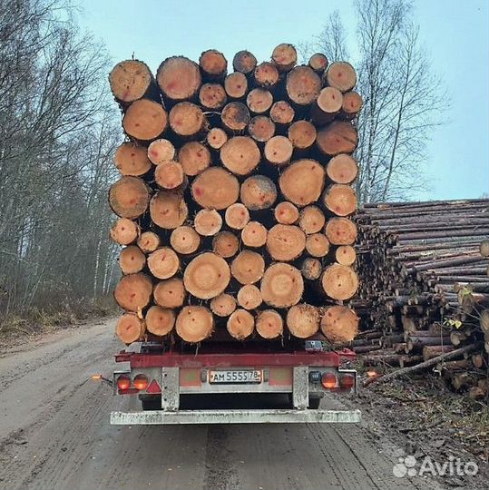 Лес кругляк