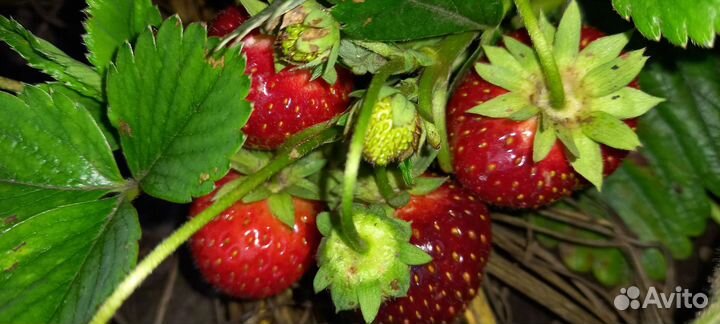 Саженцы земляники и клубники