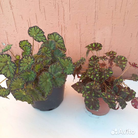 Домашние цветы