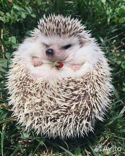 Готовый проект по окружающему миру в эл. виде