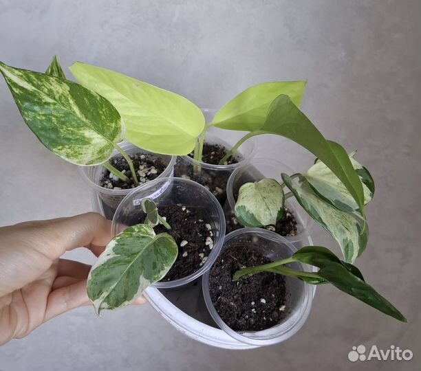 Набор сциндапсусов