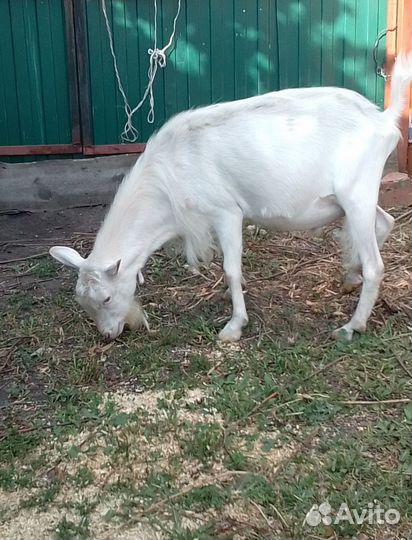 Вязка козел