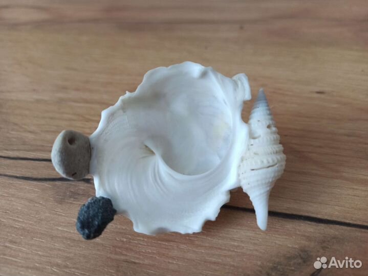 Морская раковина