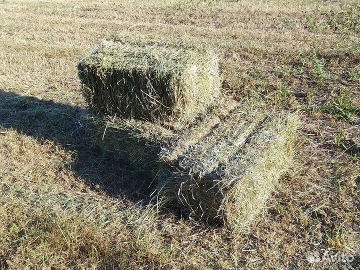 Сено люцерны в тюках