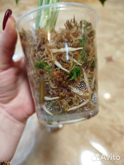 Монстера вариегатная альба