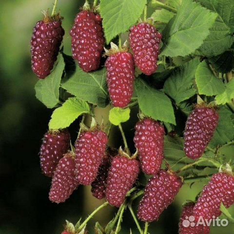 Ежемалина Тайберри