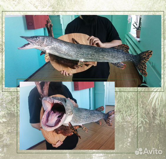 Чучела рыб