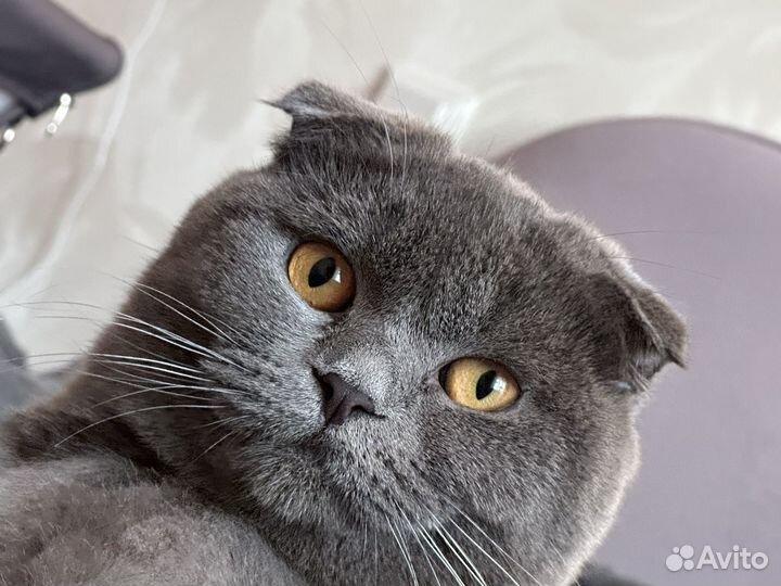 Шотландская