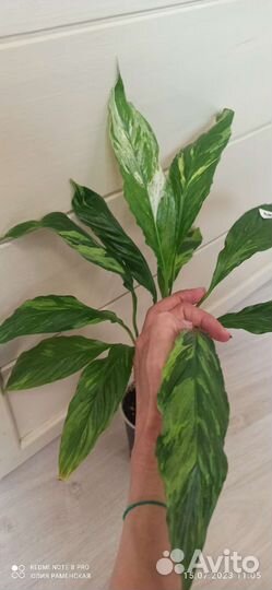 Спатифиллум Moon shadow white var