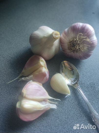 Чеснок