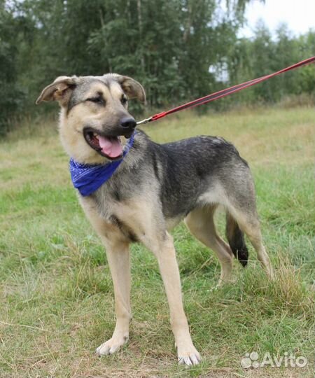 Брусника, молоденькая собачка