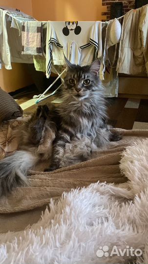 Коты майкуны