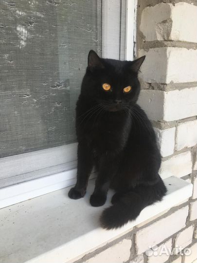 Молодой котик