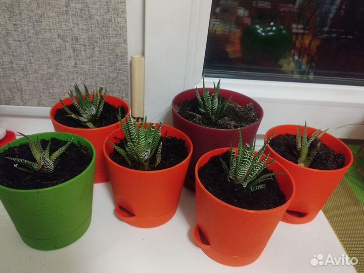 Комнатные цветы