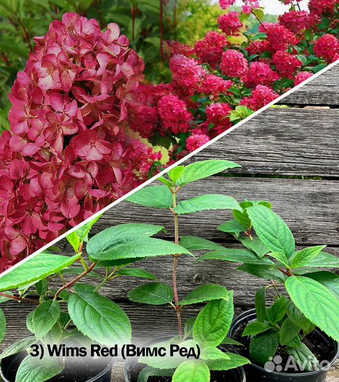 Гортензия метельчатая