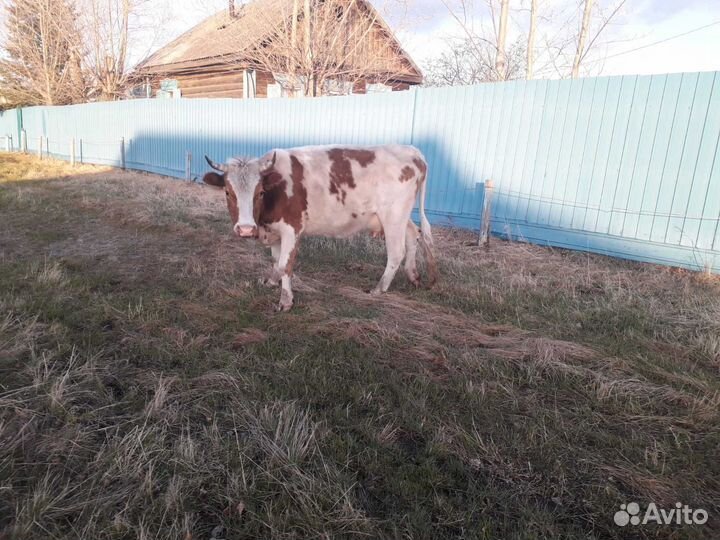 Коровы и телята