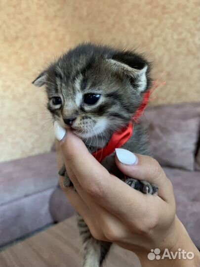 Шотландские котята