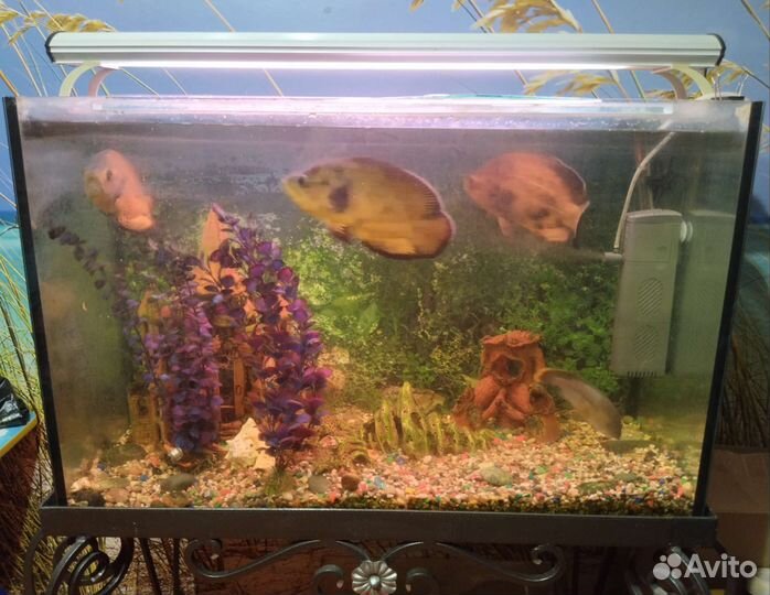 Аквариум