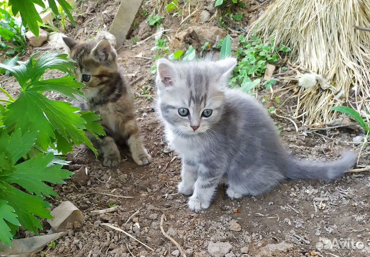 Котята шотландской вислоухой