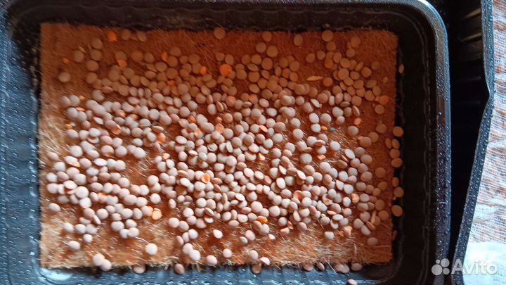 Семена. Нут лён чечевица горох кинза