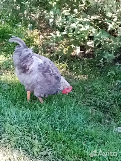 Продам молодых Петушков. Все цветные, разные