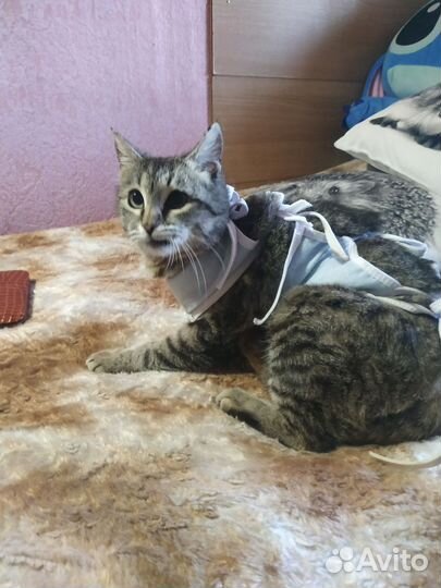 Кошка в дар бесплатно