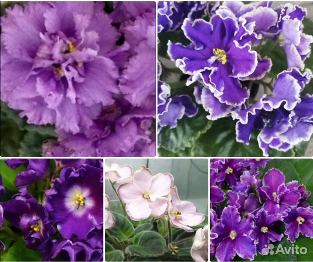 Детки сортовых фиалок 5 шт