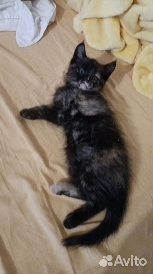 Пестренькая очаровашка невероятной милоты