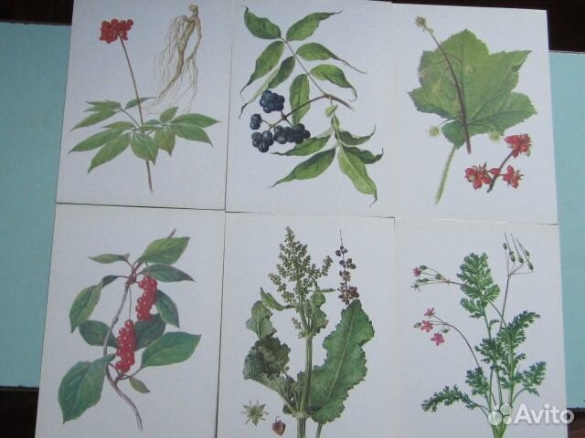 Лекарственные растения.Открытки