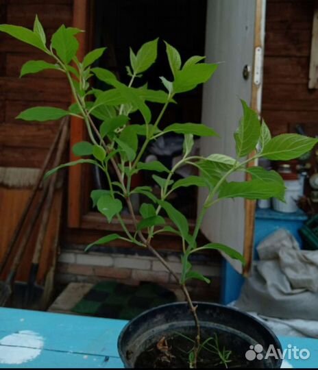 Гортензия саженцы