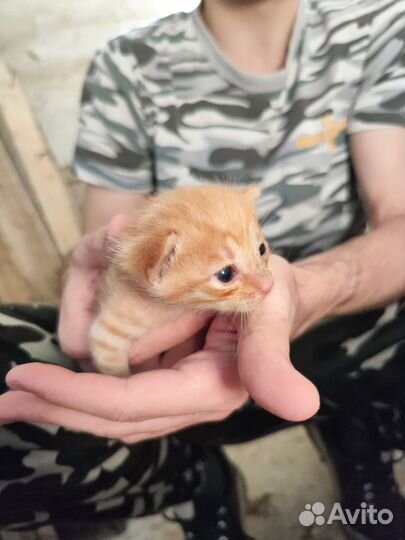 Рыжие котята мальчики в добрые руки