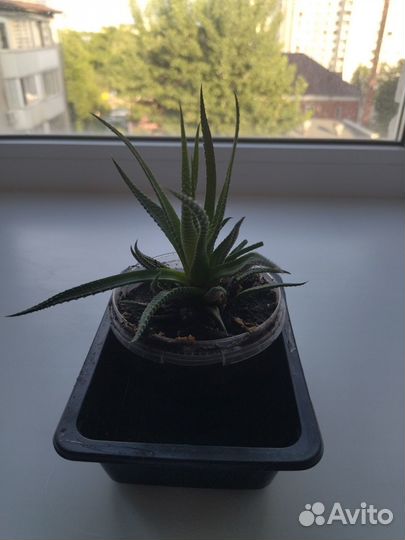 Продам цветы комнатные