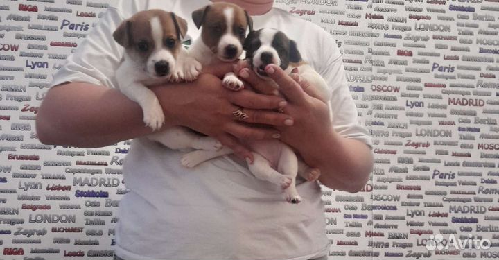 Джек Рассел терьер