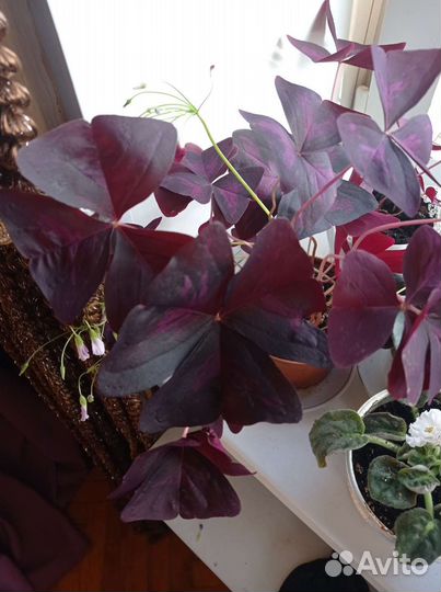 Цветы Бабочки кислица (большие крупные кусты)