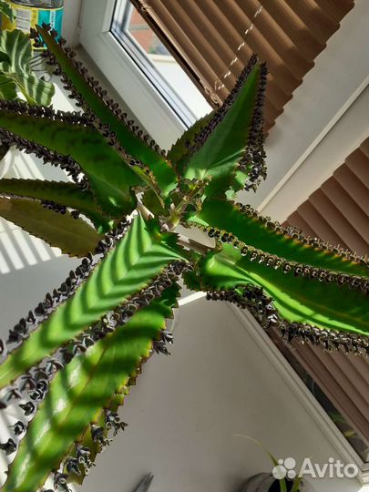 Каланхоэ Дегримона 0,50 см