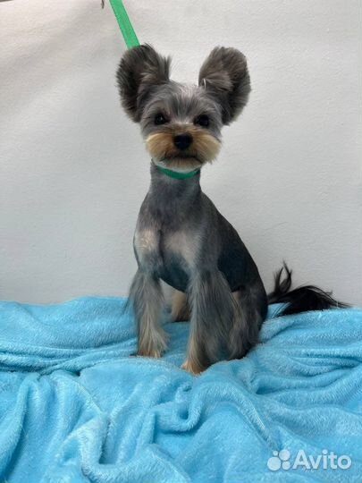 Стрижка кошек и собак