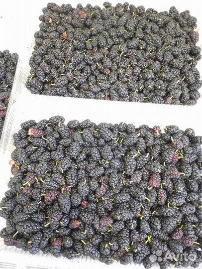 Тутовник спелый домашний,последний сбор