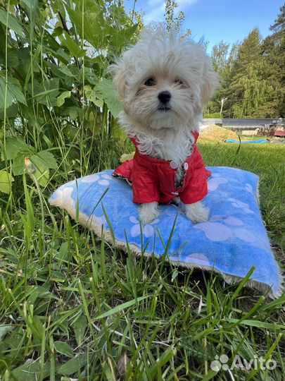 Мальтипу f1 micro