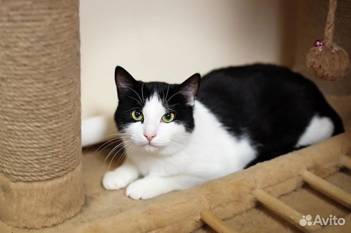 Котик из приюта в добрые руки