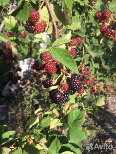 Ежевика безшипая саженец