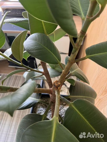 Фикус Эластика Робуста