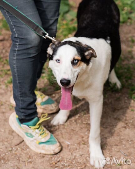 Щенок- подросток в хорошие руки