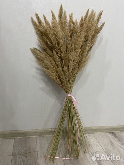 Пампасная трава