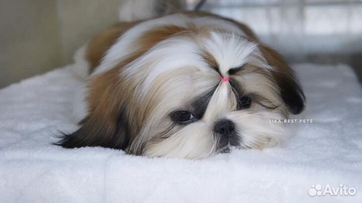 Кукольная девочка ши-тцу РКФ